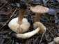 Fenyő-pereszke (Tricholoma terreum), Budai-hegység